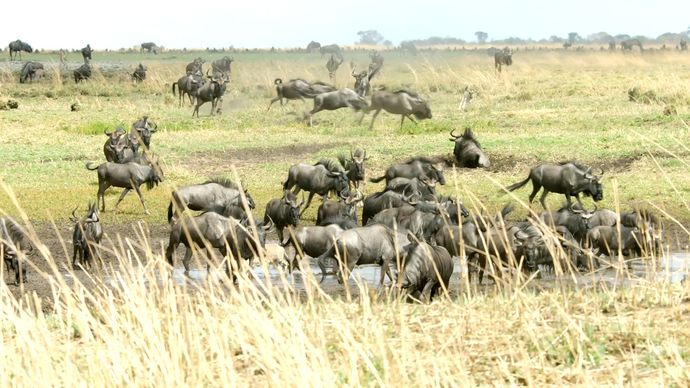 非洲猎手 Africa’s Hunters