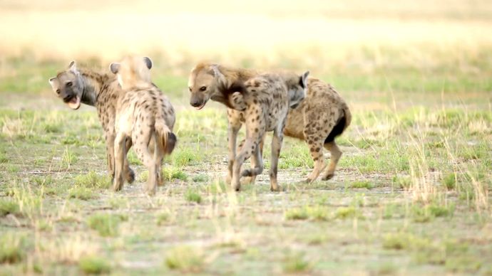 非洲猎手 Africa’s Hunters