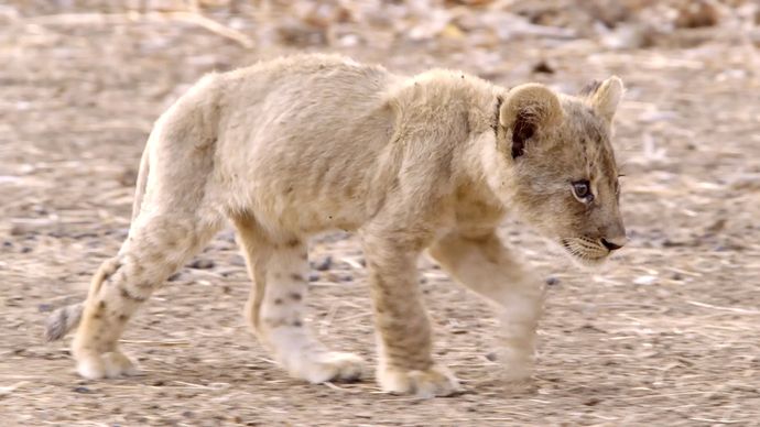 非洲猎手 Africa’s Hunters