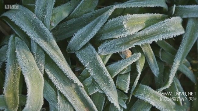 英伦花园的一年 A Year in an English Garden Flicker Pulse