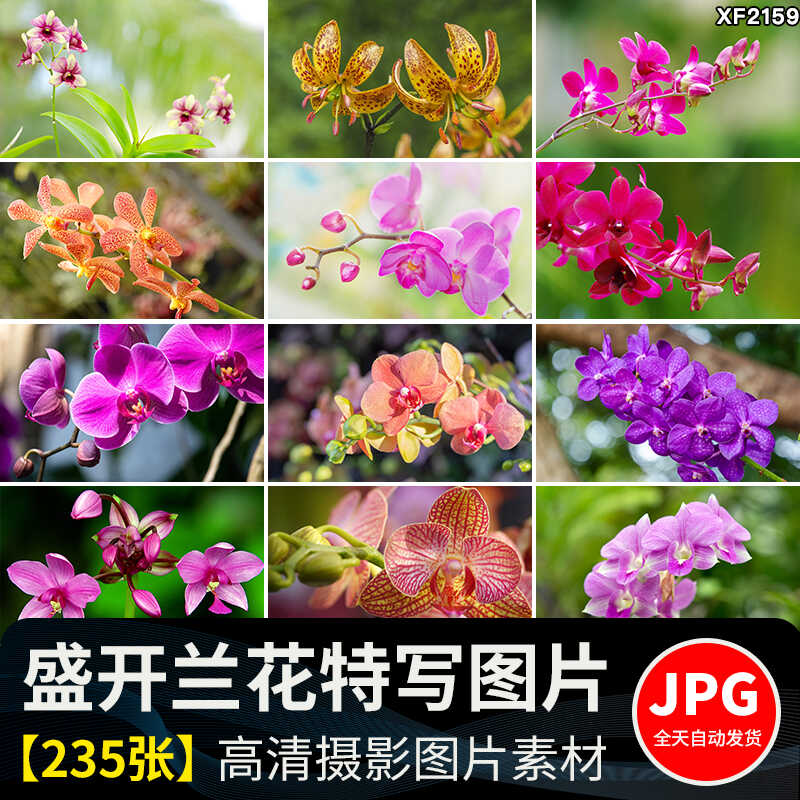 春天盛开兰花兰草花卉粉红黄紫色花朵花瓣植物特写摄影图片照素材