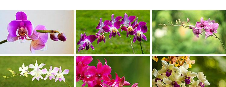 春天盛开兰花兰草花卉粉红黄紫色花朵花瓣植物特写摄影图片照素材