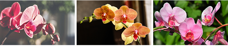 春天盛开兰花兰草花卉粉红黄紫色花朵花瓣植物特写摄影图片照素材