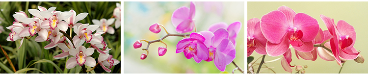 春天盛开兰花兰草花卉粉红黄紫色花朵花瓣植物特写摄影图片照素材