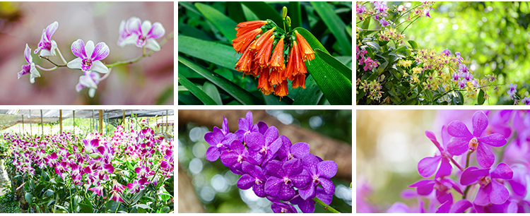 春天盛开兰花兰草花卉粉红黄紫色花朵花瓣植物特写摄影图片照素材