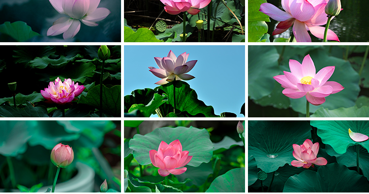 荷花荷叶粉红白色荷塘夏日莲蓬莲花植物特写实拍摄影照片图片素材