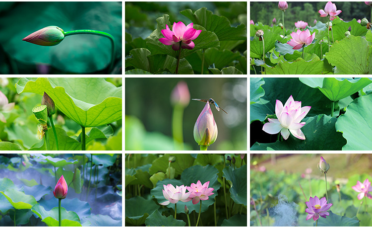 荷花荷叶粉红白色荷塘夏日莲蓬莲花植物特写实拍摄影照片图片素材
