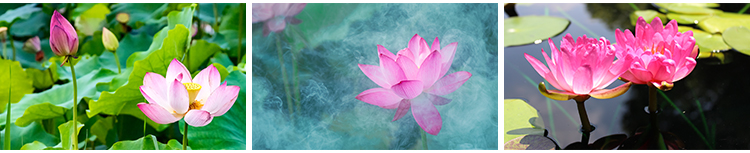 荷花荷叶粉红白色荷塘夏日莲蓬莲花植物特写实拍摄影照片图片素材