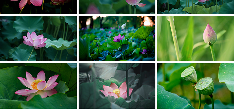 荷花荷叶粉红白色荷塘夏日莲蓬莲花植物特写实拍摄影照片图片素材