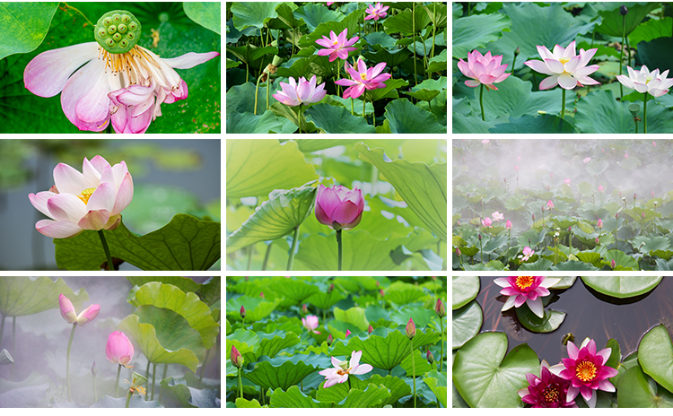 荷花荷叶粉红白色荷塘夏日莲蓬莲花植物特写实拍摄影照片图片素材