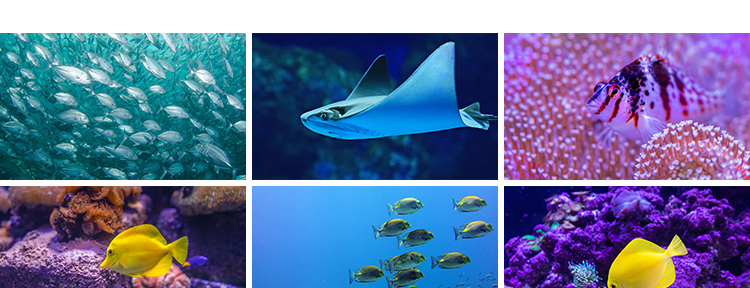 海底世界生物水母鲸鱼鲨鱼海洋动物珊瑚鱼儿鱼类鱼群照片图片素材