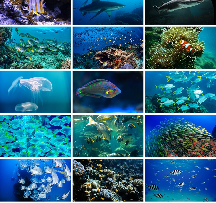 海底世界生物水母鲸鱼鲨鱼海洋动物珊瑚鱼儿鱼类鱼群照片图片素材