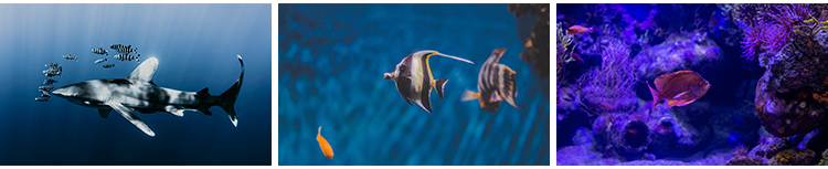 海底世界生物水母鲸鱼鲨鱼海洋动物珊瑚鱼儿鱼类鱼群照片图片素材