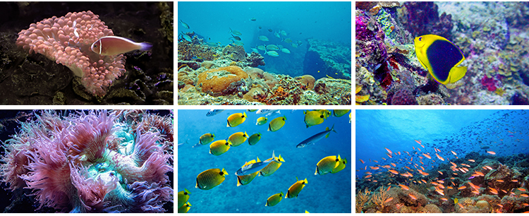 海底世界生物水母鲸鱼鲨鱼海洋动物珊瑚鱼儿鱼类鱼群照片图片素材