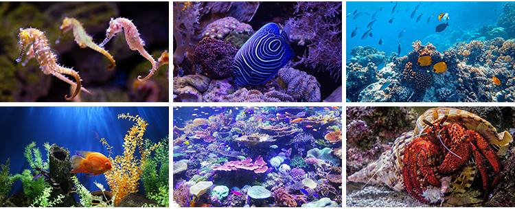 海底世界生物水母鲸鱼鲨鱼海洋动物珊瑚鱼儿鱼类鱼群照片图片素材