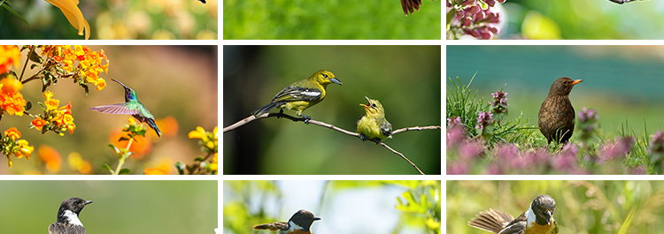 春天树枝头上小鸟飞禽鸟类鹦鹉鸟儿飞鸟翠鸟蜂鸟春季动物图片素材