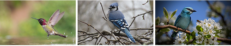 春天树枝头上小鸟飞禽鸟类鹦鹉鸟儿飞鸟翠鸟蜂鸟春季动物图片素材