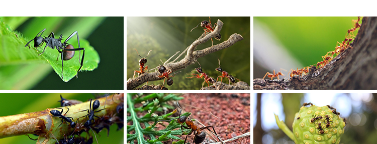 蚂蚁工兵蚁黑蚂蚁幼蚁切叶蚁昆虫野外蚂蚁群微距摄影JPG图片素材