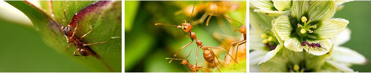 蚂蚁工兵蚁黑蚂蚁幼蚁切叶蚁昆虫野外蚂蚁群微距摄影JPG图片素材