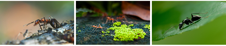 蚂蚁工兵蚁黑蚂蚁幼蚁切叶蚁昆虫野外蚂蚁群微距摄影JPG图片素材