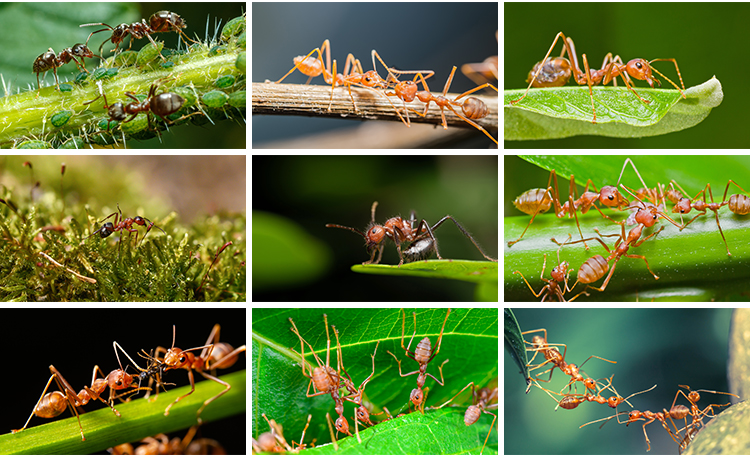 蚂蚁工兵蚁黑蚂蚁幼蚁切叶蚁昆虫野外蚂蚁群微距摄影JPG图片素材