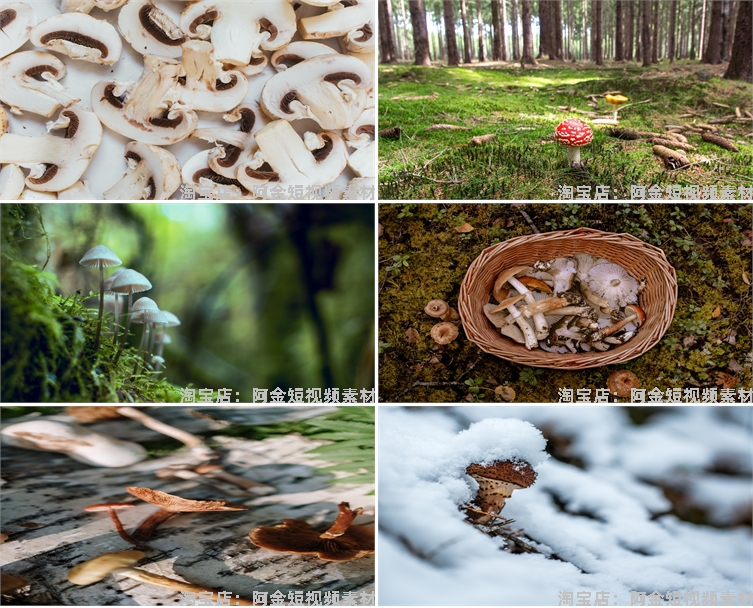 蘑菇菌类植物野外野生菌种香菇食用菌特写摄影设计高清素材图片照