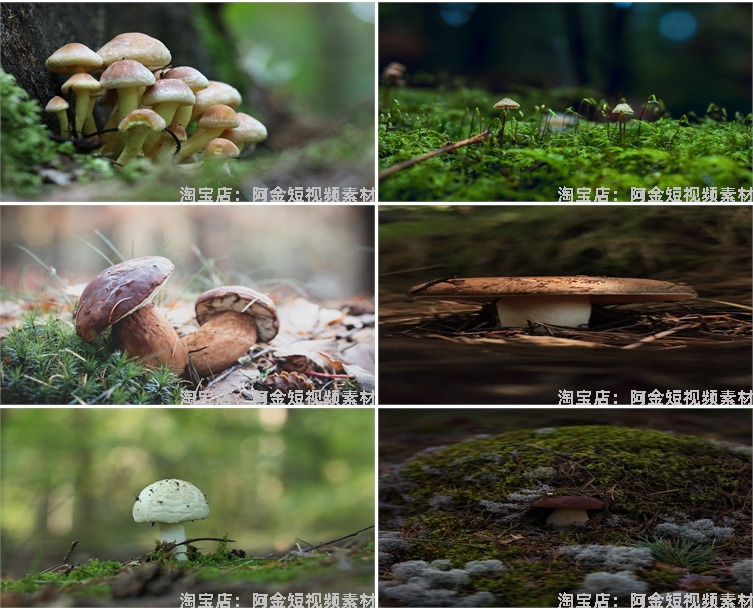 蘑菇菌类植物野外野生菌种香菇食用菌特写摄影设计高清素材图片照