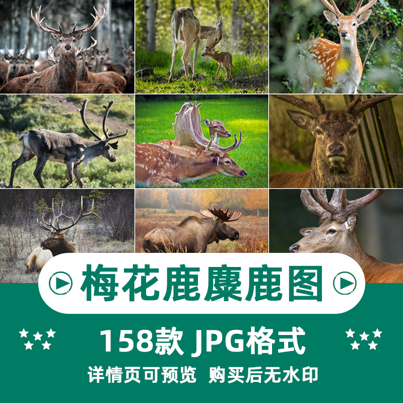 155张高清梅花鹿麋鹿动物横版高清抖音自媒体pr剪辑背景图片素材