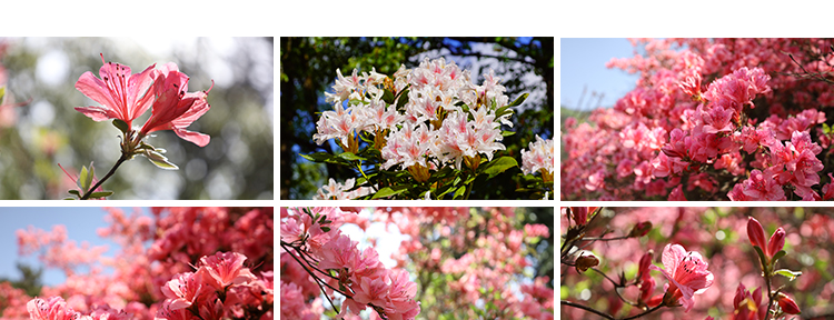 盛开杜鹃花特写唯美花卉花朵鲜花植物映山红春天花海摄影图片素材