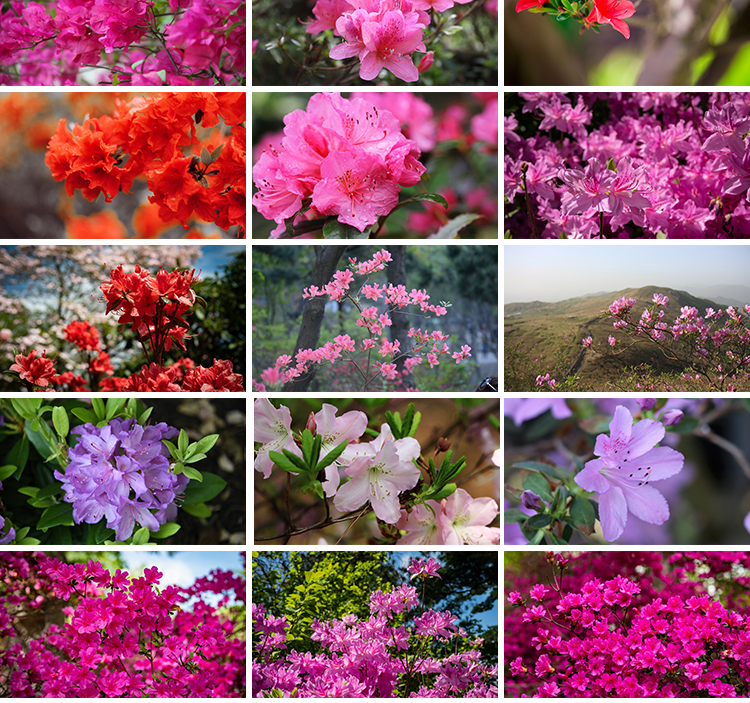 盛开杜鹃花特写唯美花卉花朵鲜花植物映山红春天花海摄影图片素材