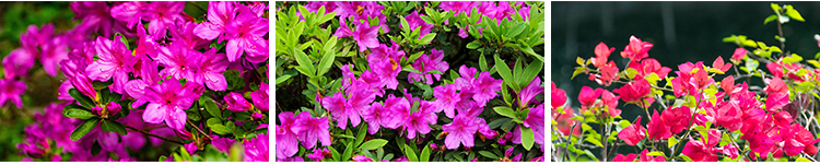 盛开杜鹃花特写唯美花卉花朵鲜花植物映山红春天花海摄影图片素材