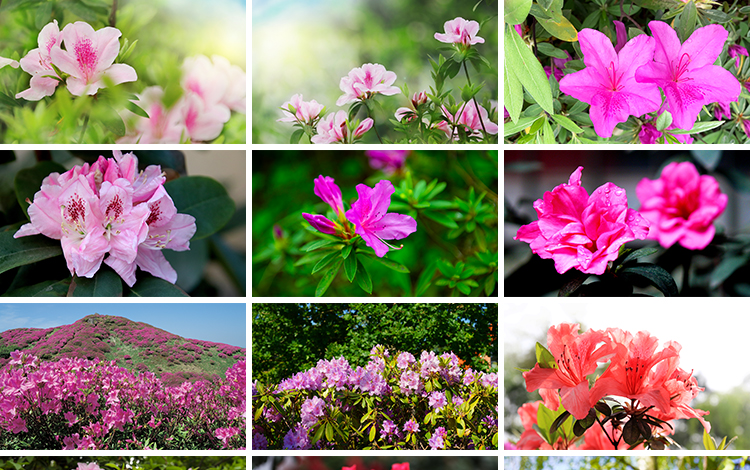 盛开杜鹃花特写唯美花卉花朵鲜花植物映山红春天花海摄影图片素材