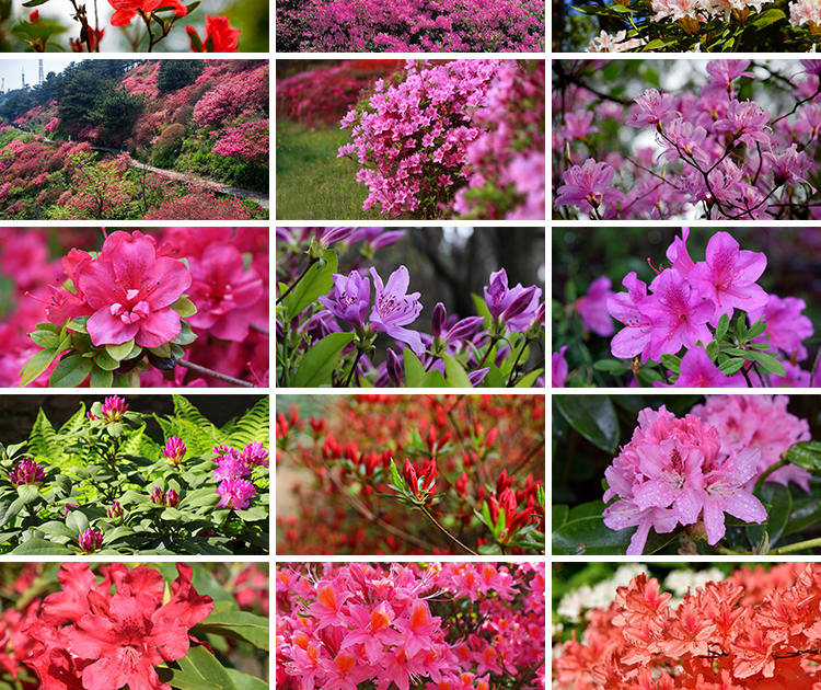 盛开杜鹃花特写唯美花卉花朵鲜花植物映山红春天花海摄影图片素材
