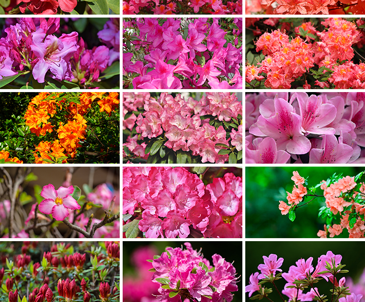 盛开杜鹃花特写唯美花卉花朵鲜花植物映山红春天花海摄影图片素材
