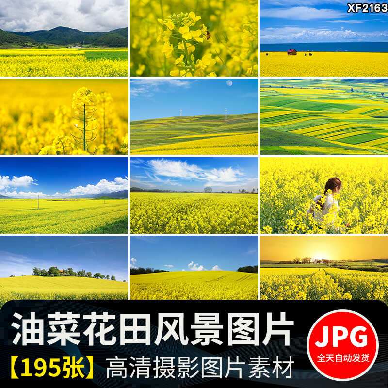 春天油菜花田园风光金黄色花丛花海植物农田唯美自然风景图片素材