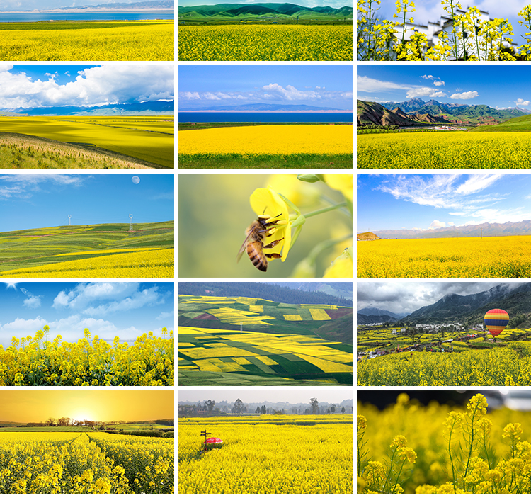 春天油菜花田园风光金黄色花丛花海植物农田唯美自然风景图片素材