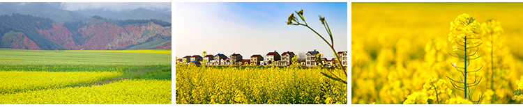 春天油菜花田园风光金黄色花丛花海植物农田唯美自然风景图片素材