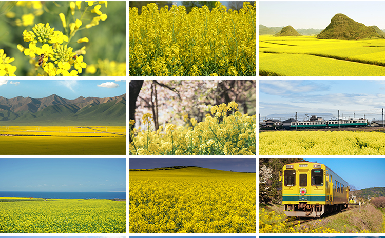 春天油菜花田园风光金黄色花丛花海植物农田唯美自然风景图片素材
