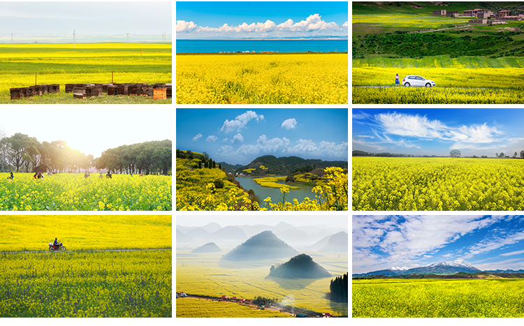 春天油菜花田园风光金黄色花丛花海植物农田唯美自然风景图片素材