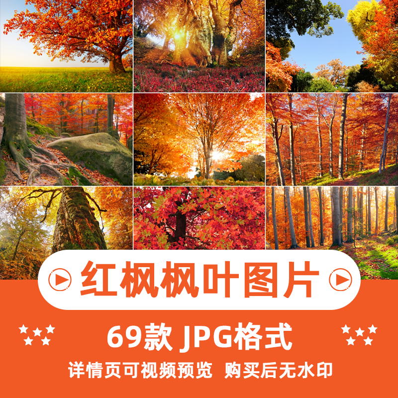 63张红枫枫叶树横版高清抖音自媒体pr剪辑背景图片素材