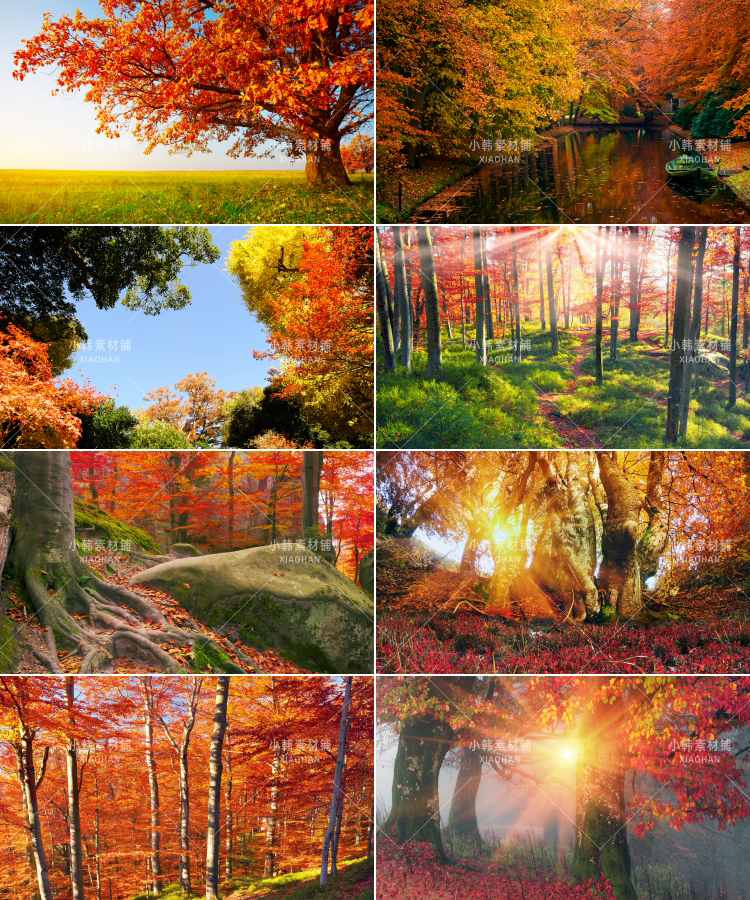 63张红枫枫叶树横版高清抖音自媒体pr剪辑背景图片素材