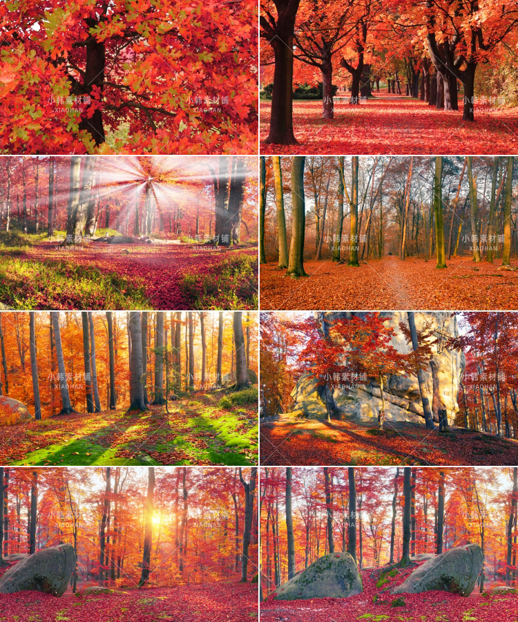 63张红枫枫叶树横版高清抖音自媒体pr剪辑背景图片素材