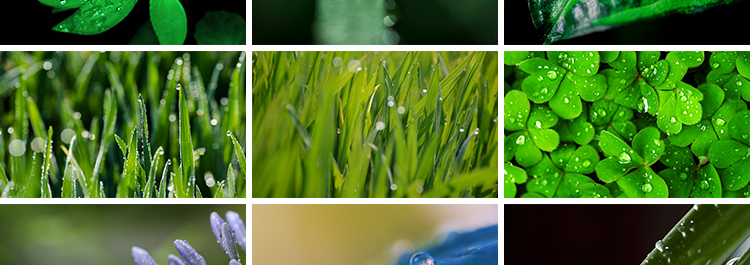 水珠清新绿色露珠露水青草小草叶子雨后水滴JPG高清图片设计素材