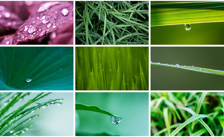 水珠清新绿色露珠露水青草小草叶子雨后水滴JPG高清图片设计素材