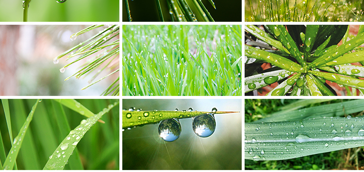 水珠清新绿色露珠露水青草小草叶子雨后水滴JPG高清图片设计素材