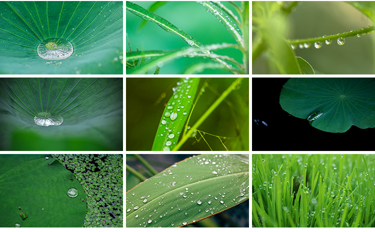 水珠清新绿色露珠露水青草小草叶子雨后水滴JPG高清图片设计素材
