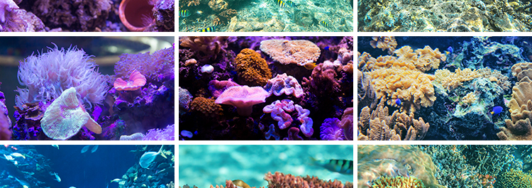 海底世界海洋生物动物小鱼群鱼类珊瑚礁抖音设计高清背景图片素材