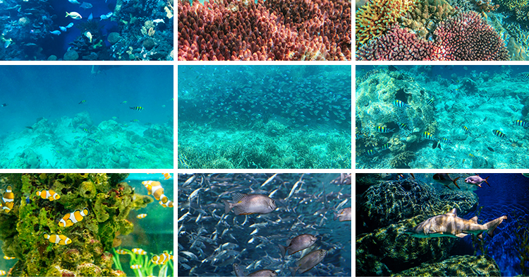 海底世界海洋生物动物小鱼群鱼类珊瑚礁抖音设计高清背景图片素材