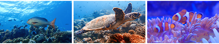 海底世界海洋生物动物小鱼群鱼类珊瑚礁抖音设计高清背景图片素材