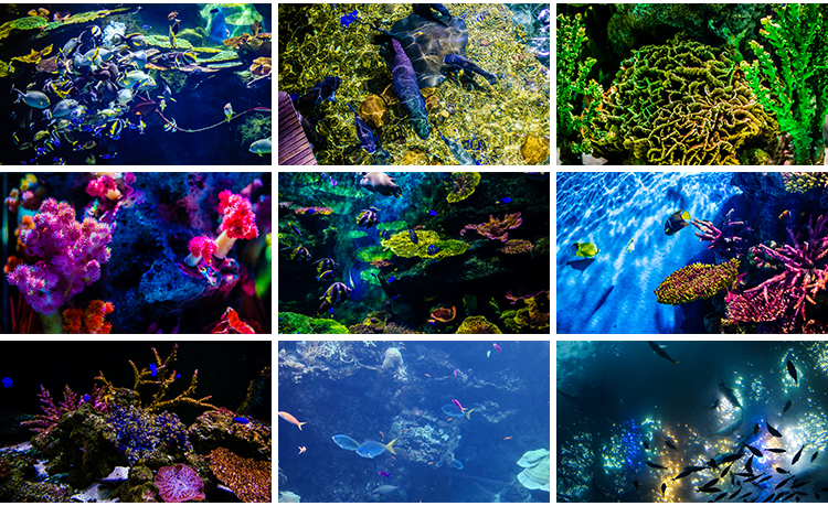 海底世界海洋生物动物小鱼群鱼类珊瑚礁抖音设计高清背景图片素材